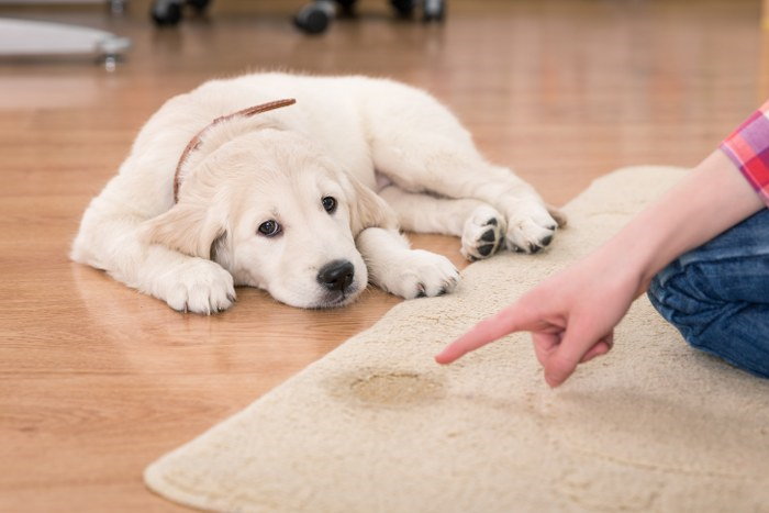 pet stain removal