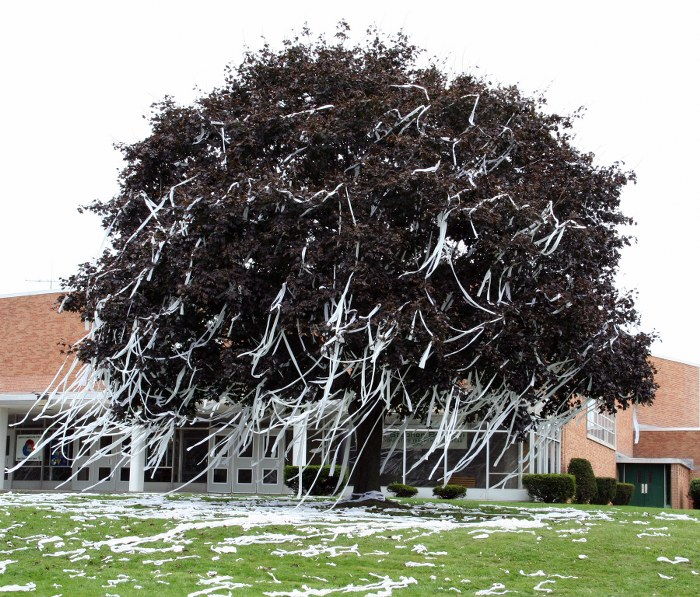 toilet papered tree