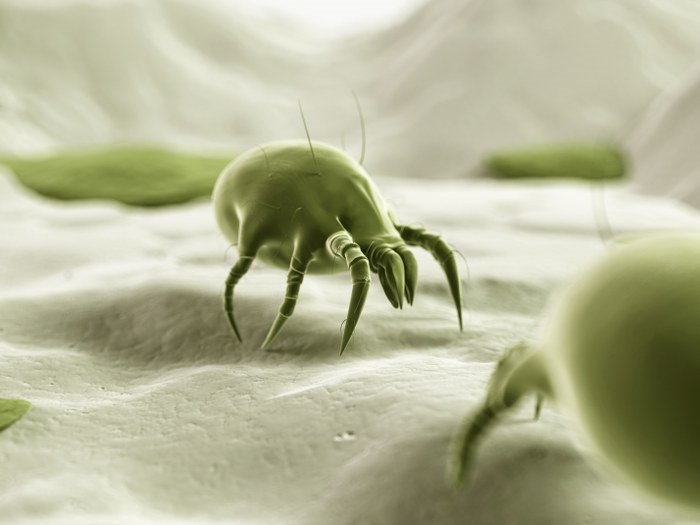 dust mite removal