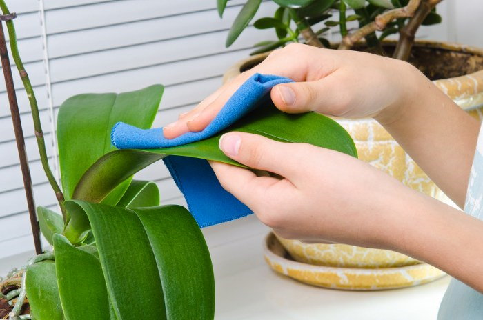 cleaning plant leaves