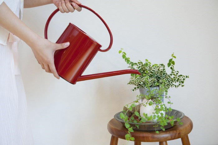 watering plants